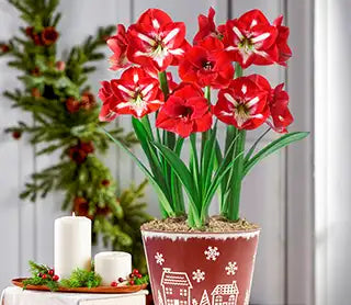 Amaryllis 