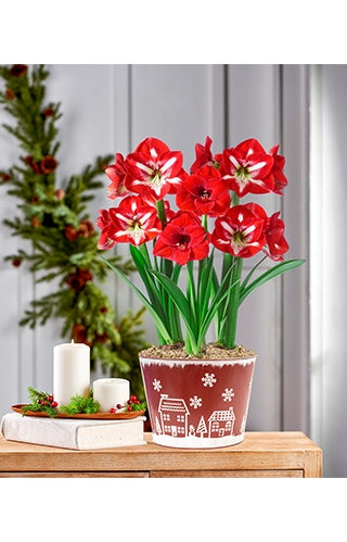 Amaryllis 