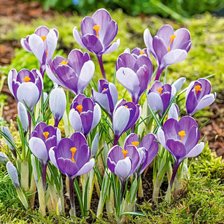 Crocus