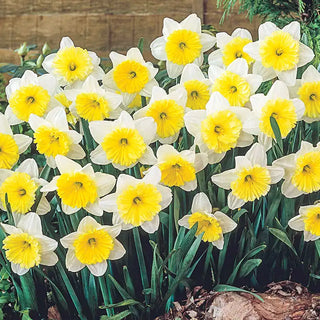 Daffodils