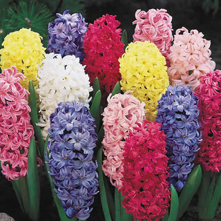 Hyacinths