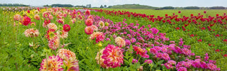 Spring Planted Flowers