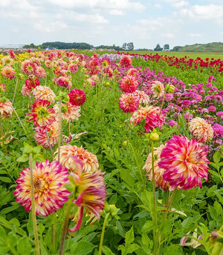 Spring Planted Flowers