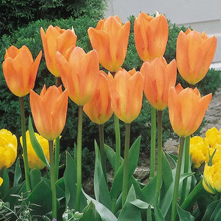 Tulips