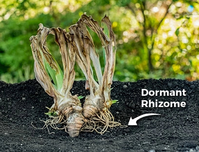 Dormant Rhizome