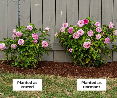 Potted Dormant